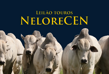 LEILÃO TOUROS NELORE CEN